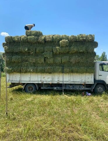 купить запчасти на опель вектра б: Беде клевер мощный плотный Село Кок-жар доставка тоже есть