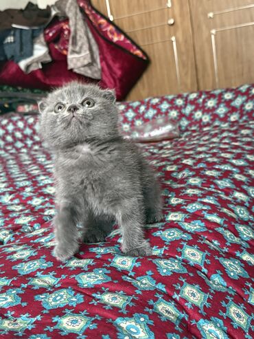 отдам в добрые руки кошку: Скотиш Фолд (Шотландиялык шалпаң кулак), 1 айлык, Ургаачы, Боз, Эмделген