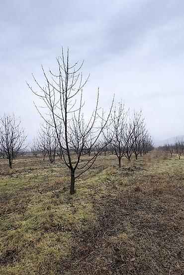 meyve terevez dukani: QUBADA BAKI RUSİYA YOLU ÜZƏRİNDƏ HAZIR GƏLİR GƏTİRƏN GİLAS BAĞI — 5