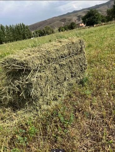 продаю сено тюки: Беде тюк сатам Продаю тюки Панфиловский район ниже БЧК Имеется 600