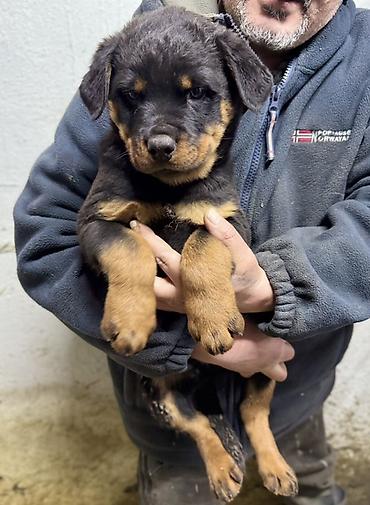 Продажа собак: Ротвейлер, 2 месяца, Самец, С родословной — 7