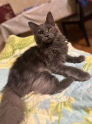 İtlər: Meyn-kun, Dişi, Yaxşı əllərə, Ünvandan götürmə, Pulsuz çatdırılma