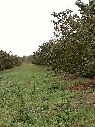 daşınmaz əmlakın satışı: Kənd təsərrüfatı, Mülkiyyətçi, Kupça (Çıxarış) — 5