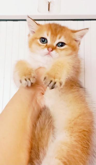 Pişiklər: Britan — 10