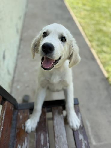it sortlari: Retriever, 5 ay, Erkək — 4