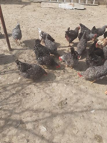 Toyuqlar: Toyuq, Damazlıq -da lalafo.az — 6 Toyuqlar: Toyuq, Damazlıq — 6