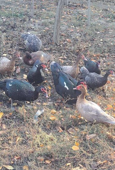 Ördəklər: Dişi, | Macar, Damazlıq, Pulsuz çatdırılma — 28