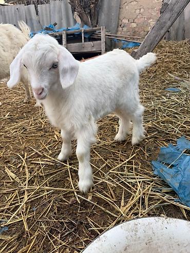 Козы, козлы: Продаю | Козлёнок | Зааненская | Для разведения at lalafo.kg — 12 Козы, козлы: Продаю | Козлёнок | Зааненская | Для разведения — 12