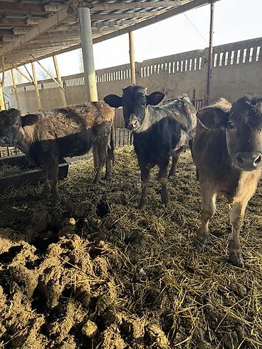 Коровы, быки: Продаю | Музоо, торпок | Швицкая | На откорм — 5