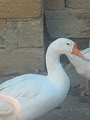 Toyuqlar: Toyuq, Ətlik, Ünvandan götürmə -da lalafo.az — 18 Toyuqlar: Toyuq, Ətlik, Ünvandan götürmə — 18