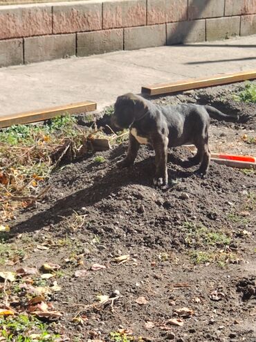 алабай на продажу: Кане-корсо, 1 айлык, Ургаачы, Эмделген, Ит тегин тастыктоочу документ lalafo.kg да алабай на продажу: Кане-корсо, 1 айлык, Ургаачы, Эмделген, Ит тегин тастыктоочу документ