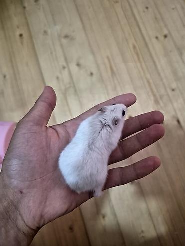 xoruz satlir: Hamster Satilir qefes qarisig 25azn — 5