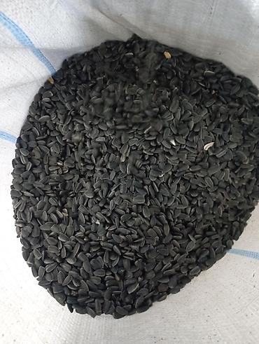 qoz tinglərinin satışı: Məhsul: Günəbaxan tumu (qara iri dənəli) Təsvir: - Qida üçün yararlı — 3