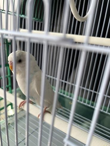 kucne kosnice: Na prodaju Agaponis Tigrica (Albino) Starost: 3 meseca Osobine — 2