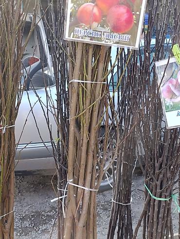 Яблоня: Саженцы плодовых деревьев (осенне-весенняя посадка) Ассортимент по — 6