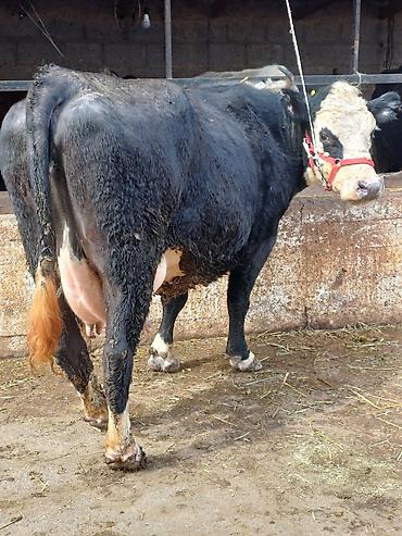 Коровы, быки: Продаю | Корова (самка) | Для молока | Привязанные — 6