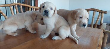 İtlər: Labrador-retriver, 1 ay, Dişi, Ünvandan götürmə