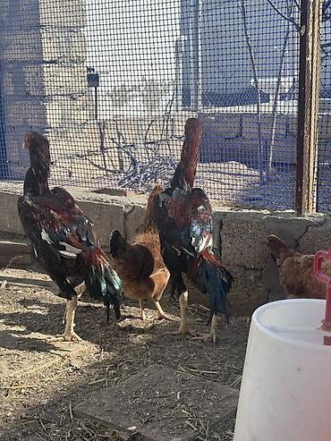 Xoruzlar: Xoruz, il: <1 — 7