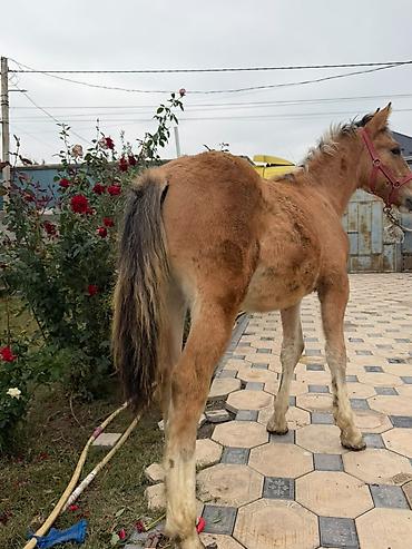Продам с/х животных: Продаю | Жеребец — 2