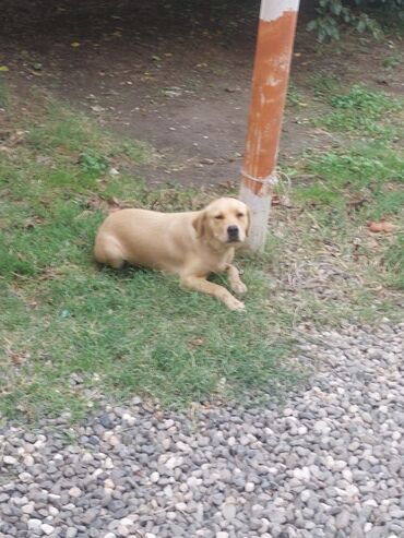 Akvariumlar: Labrador-retriver