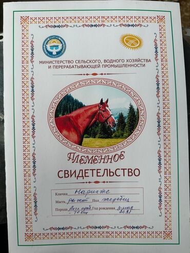 бараны в кара балте: Лошади, кони