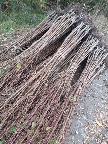 Şitillər: Ərik Tingləri . "Saglam Tinglər Saglam Bagçiliqin Təminatidir"🌱 Yeni — 6