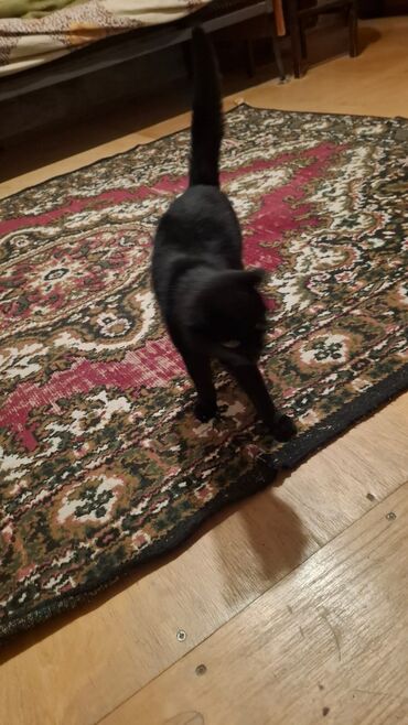 Pişiklər: Siam, Dişi, Yaxşı əllərə — 6