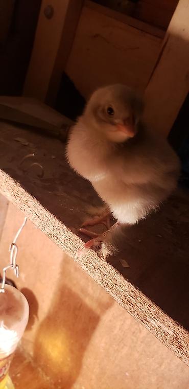 Куры, петухи: Продаю | Цыплята | Для разведения — 14