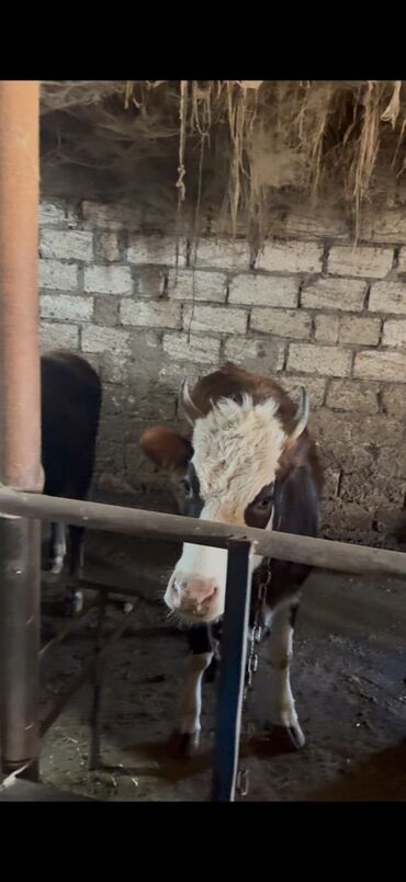 Inəklər, öküzlər: 18 baş dişi 230kq usbe us cekileri 5 aydi bağdadı — 4