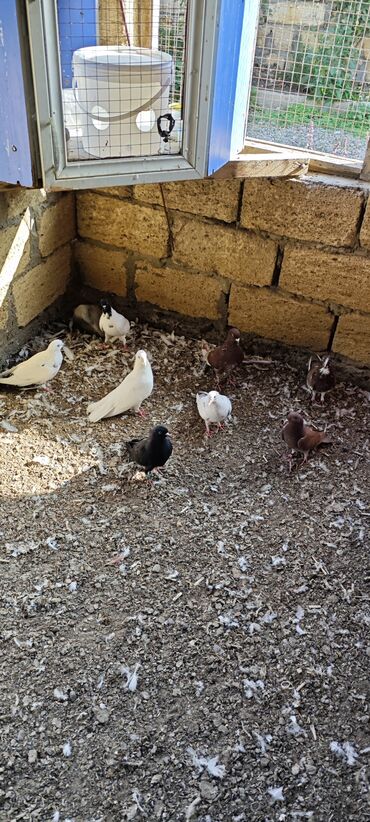 sudluk inekler satışı: Salam 8 ədəddir hamisi saglam heyvanlardi qiymət 25 manat təktək biri