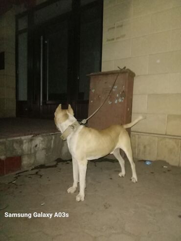 Продажа собак: Пёс крупного атлетичного типа, окрас палевый с белыми отметинами — 6