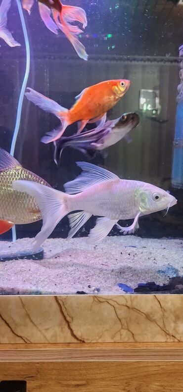 Akvariumlar: Dördbucaq akvarium, Balıqlarla birlikdə, 120 l — 11