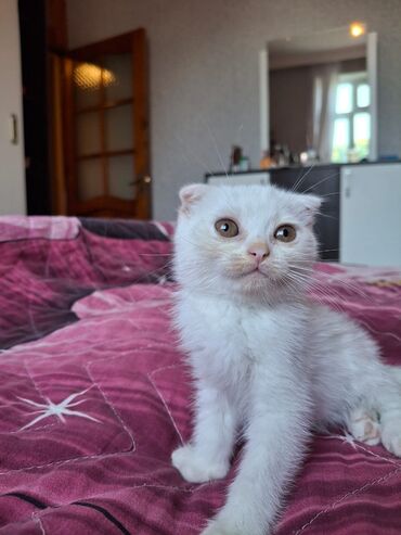 породистые котята в добрые руки: Шотландская, Самец