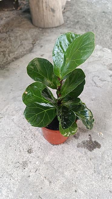 Другие комнатные растения: Комнатные растения ( Беловодское могу привезти в Бишкек) — 2