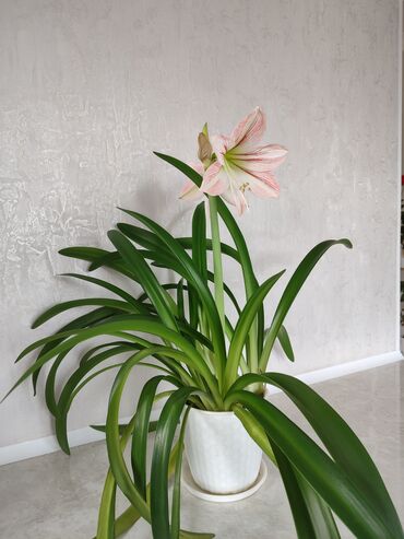 декоративные растения: Цветочки для офиса 1000с