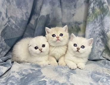 Кошки: Готовится к продаже шотландские котята, окрасы: светлый — 1