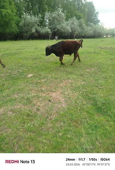 Коровы, быки: Продаю | Бык (самец) — 6