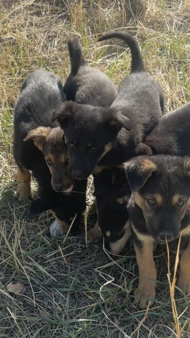 помои для собак: 🐶 Пристраиваем щенков только в добрые руки! Щенкам около 3 месяцев