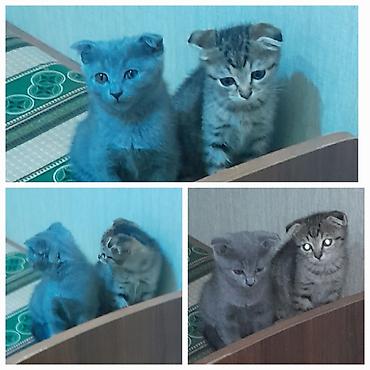 scottish fold satilir: Şotland, Dişi, Erkək, Yaxşı əllərə, Ödənişli çatdırılma, Ünvandan götürmə — 1