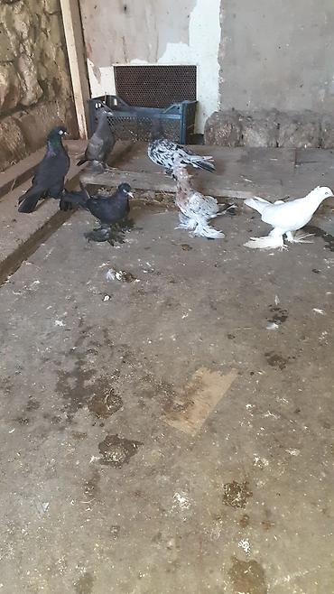 göyərcin: 6 eded iri lelekli kekilli quslar satilir hamisi bir nesildi — 5