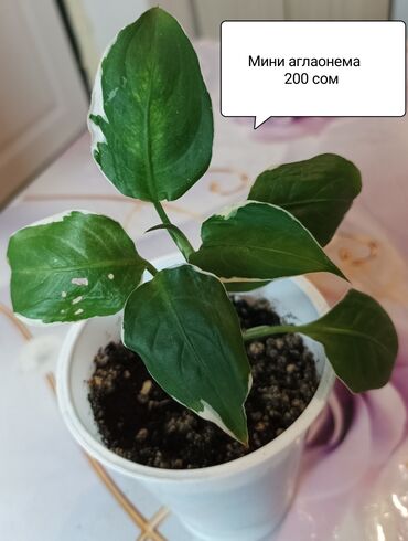 растение: Продаю Герань или пеларгония сингониум аглаонема бальзамин