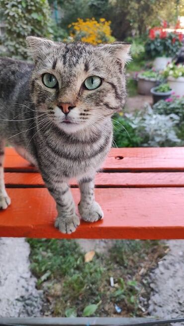 кот каракол: Котик молодой вислоухий с зелёными глазами ищет ответственных