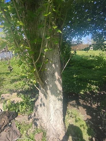hilba bitkisi nedir: Ağcabədi rayonu – 2 ədəd hündür qovaq ağacı satılır 🌳 Ağcabədi — 2