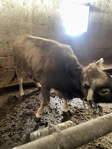 Коровы, быки: Продаю | Тёлка | На откорм | Отела не было, Привязанные — 8