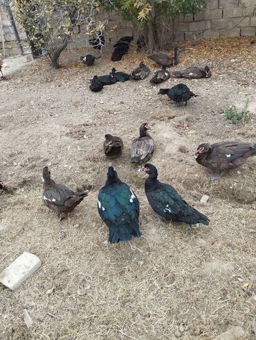 Ördəklər: Amerkan zumrudu lala ordeklerin 5 Ayliq ve 4 Ayliq balalari satilir — 9