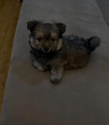 toy terrier: 2 ay, Erkək — 1