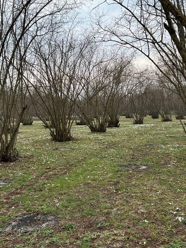 torpaqların satışı: 55 sot, Tikinti, Mülkiyyətçi, Kupça (Çıxarış)