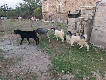 keci sagma aparati: Damazliq keciler satilir qara erkek 250m boz ana 200m bala ekiz cutu — 3