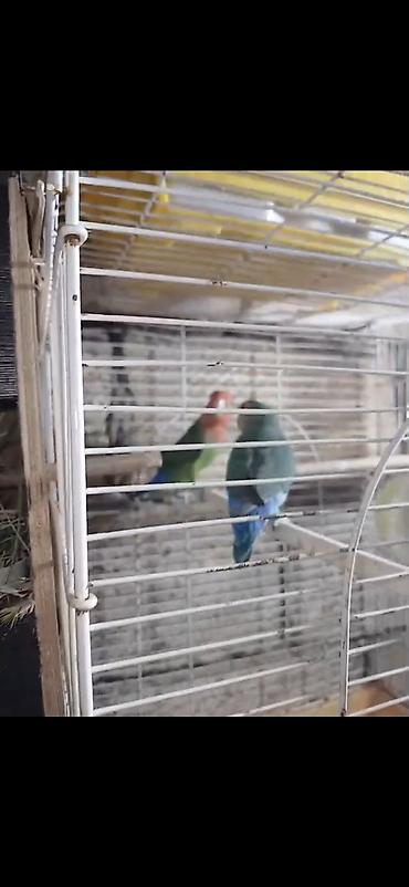 Digər quş: Məhsul: Cüt sevda quşları (lovebird) Təsvir: - Bir-birinə uyğun cüt — 1