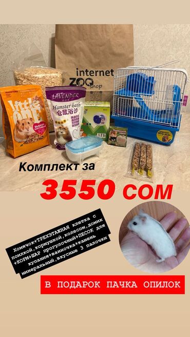 Хомяки: Продаются хомячки джунгарские, сирийские, ангорские пушистые хомячки — 27